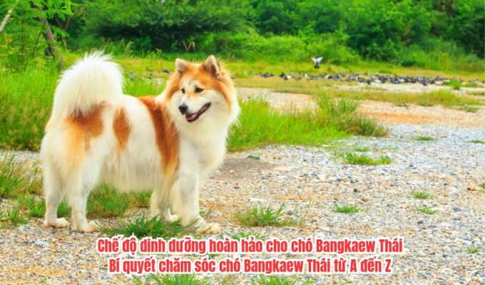 Chế độ dinh dưỡng hoàn hảo cho chó Bangkaew Thái: Bí quyết chăm sóc chó Bangkaew Thái từ A đến Z